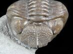 Wide, Enrolled Eldredgeops Trilobite - Ohio #55455-1